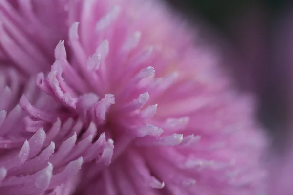 花マクロ菊 — ストック写真