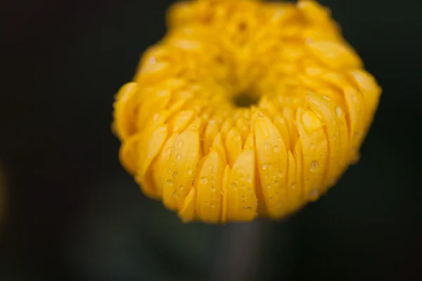 Blüten Makro Chrysanthemen — Stockfoto