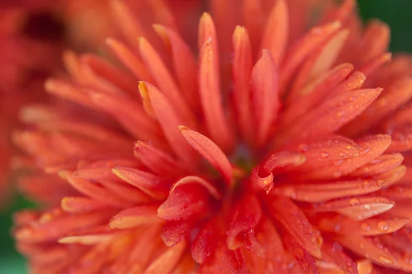 Flowers macro chrysanthemums — Stock Photo, Image