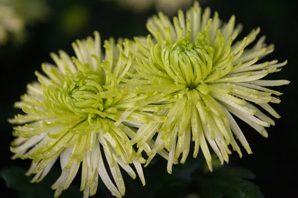 Flowers macro chrysanthemums — Stock Photo, Image