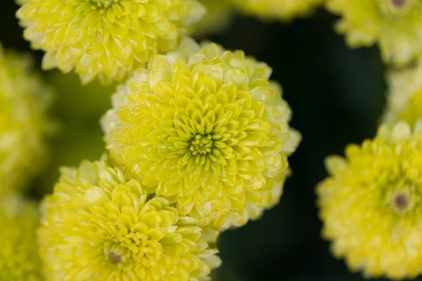 花マクロ菊 — ストック写真