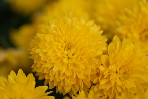 Kwiaty chryzantemy makro Zdjęcia Stockowe bez tantiem