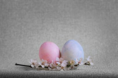 Pembe, mavi, sarı yumurta Paskalya dalı çiçek açması