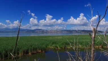 プッシュピンを落書きgöl ve kent ağaçları arasında