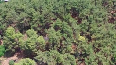 Orman tarafından yüksek uçan bir kent ortaya