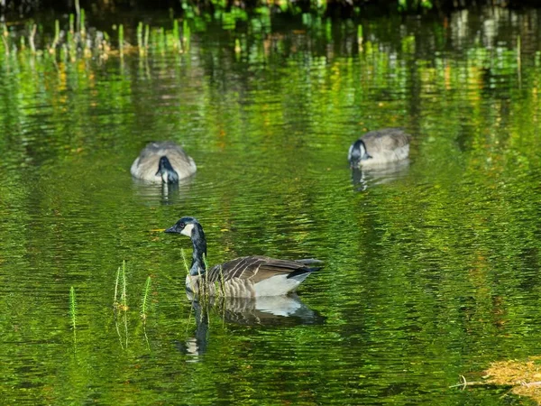 Tre Kanadensiska Gäss Som Äter Ytan Sjö Solig Höstdag — Stockfoto