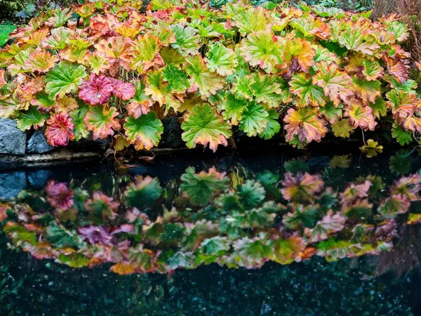 Folhas Outono Brilhantemente Coloridas Refletem Água — Fotografia de Stock