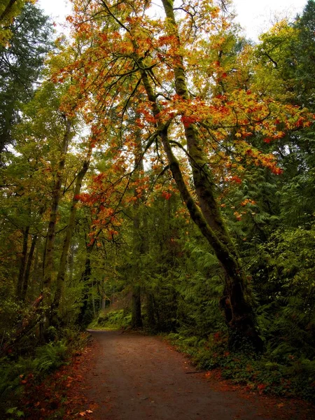 Sendero Cubierto Hojas Caídas Bosque Durante Otoño — Foto de Stock