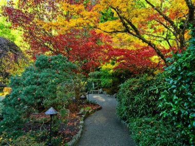 Sonbahar parkında parlak sonbahar renklerine sahip ağaç dalları