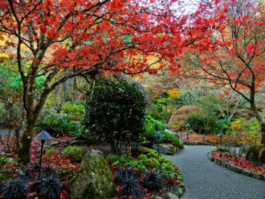 Sonbahar parkında parlak sonbahar renklerine sahip ağaç dalları