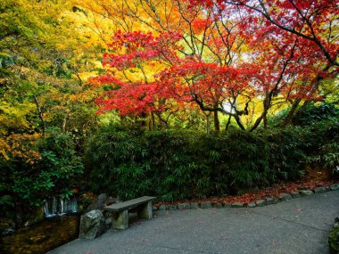 Sonbahar parkında parlak sonbahar renklerine sahip ağaç dalları