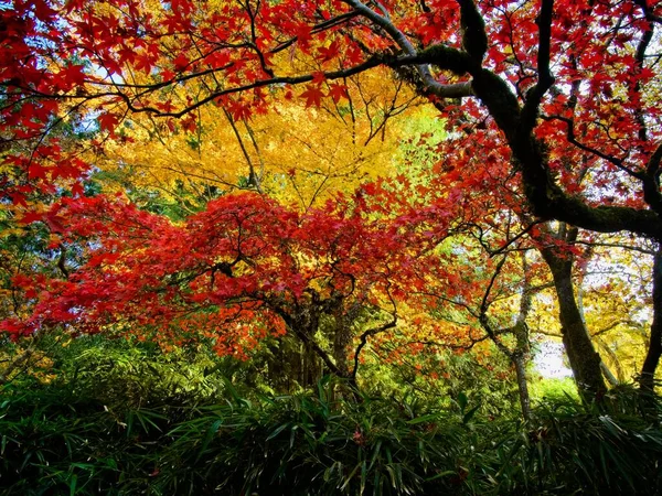 Rami Alberi Con Colori Brillanti Caduta Nel Parco Autunnale — Foto Stock