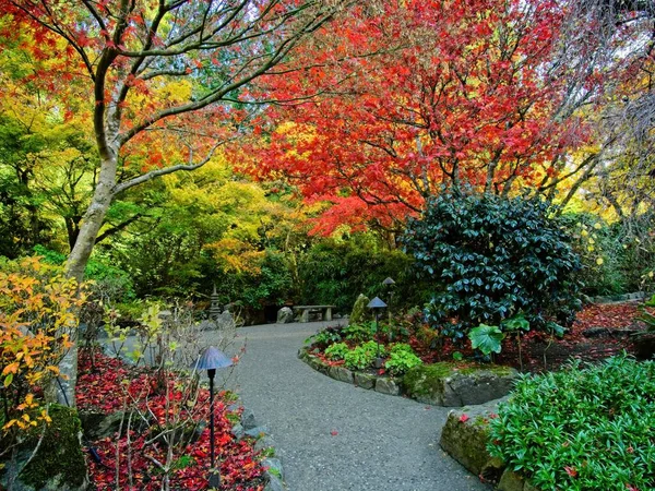 Äste Mit Leuchtenden Herbstfarben Herbstpark — Stockfoto