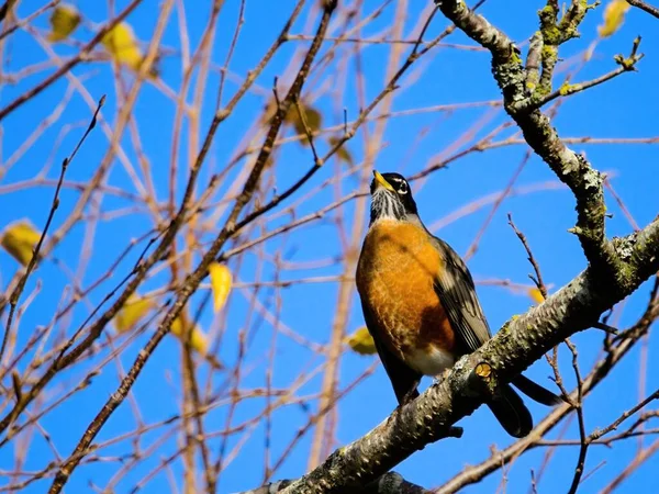 Robin Perché Sur Branche Arbre Avec Des Feuilles Jaunes Contre — Photo