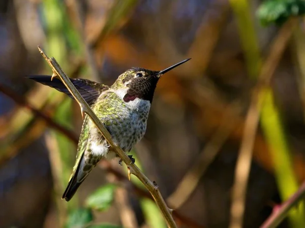 Anna Hummingbird Perched Twigs Leaves Fall — Stock Photo, Image