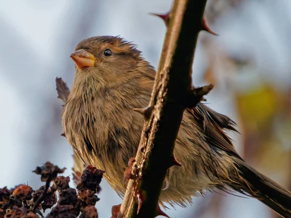 Juvenile Sparrow Perched Blackberry Twig Feeding Dried Berries — Stock Photo, Image