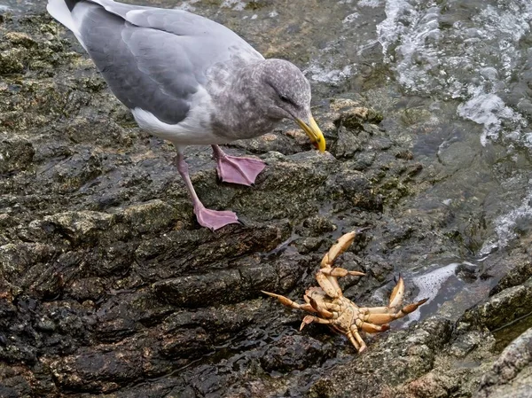 Gaviota Comiendo Cangrejo Recién Capturado Costa Rocosa Agua Lamiendo Alrededor — Foto de Stock