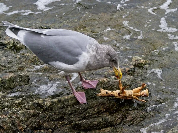 Gaviota Comiendo Cangrejo Recién Capturado Costa Rocosa Agua Lamiendo Alrededor — Foto de Stock