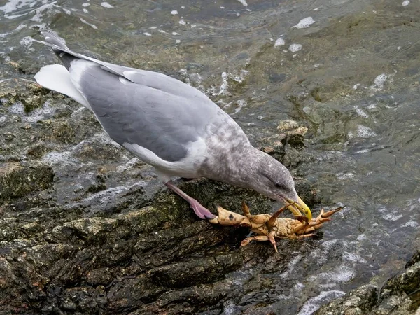 Gaviota Comiendo Cangrejo Recién Capturado Costa Rocosa Agua Lamiendo Alrededor — Foto de Stock