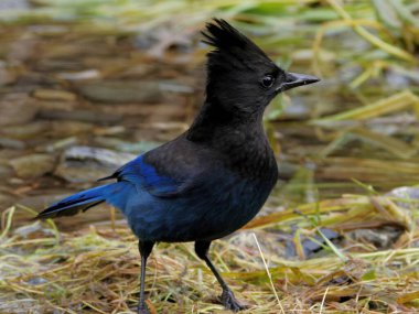 Steller 's Jay, Goldstream Parkı' ndaki somon koşusu sırasında su kenarında yiyecek arıyor.