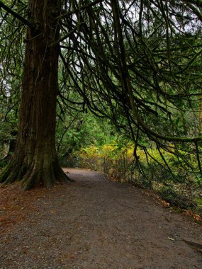 Goldstream Park 'taki yağmur ormanlarında sonbahar renkleri, Victoria BC, Vancouver Adası