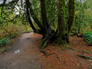 Goldstream Park 'taki yağmur ormanlarında sonbahar renkleri, Victoria BC, Vancouver Adası