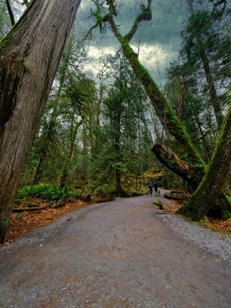 Cores Queda Floresta Tropical Parque Goldstream Victoria Ilha Vancouver — Fotografia de Stock
