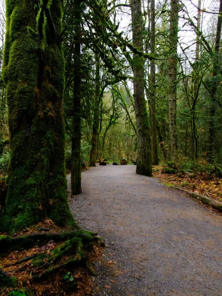 Goldstream Park 'taki yağmur ormanlarında sonbahar renkleri, Victoria BC, Vancouver Adası