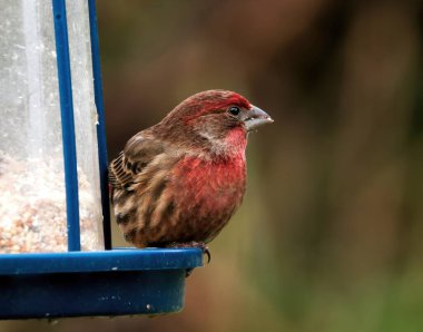 Mor erkek ispinozu (Carpodacus purpureus) tohumlarla besleyicide, yakın plan
