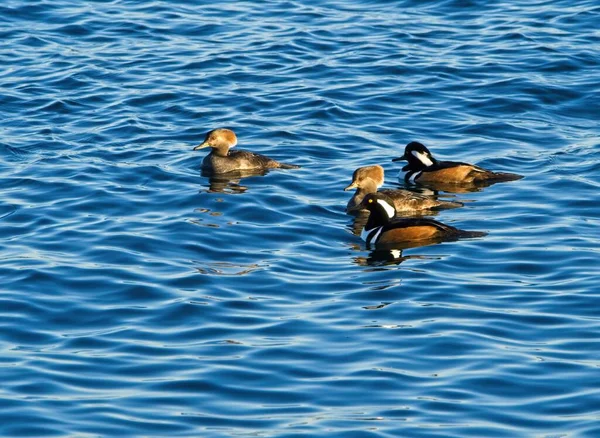 Hooded Mergansers Lophodytes Cucullatus Zwemmen Blauw Oceaanwater Voor Kust Van — Stockfoto