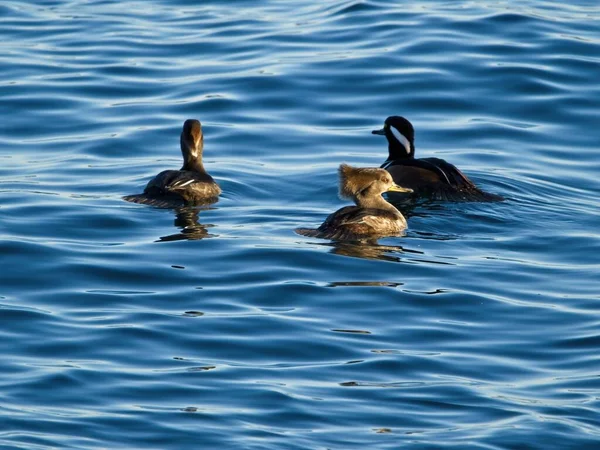 Hareng Capuchon Lophodytes Cucullatus Nage Dans Les Eaux Bleues Océan — Photo