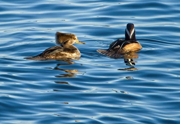 Hooded Mergansers Lophodytes Cucullatus Simmar Blå Havsvatten Utanför Vancouver Islands — Stockfoto