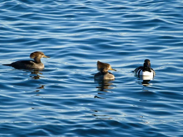 Kapuzenmerganer Lophodytes Cucullatus Schwimmen Blauen Ozean Vor Der Küste Von — Stockfoto