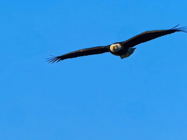 Águila Calva Volando Cielo Azul —  Fotos de Stock