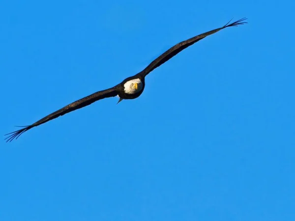 Águila Calva Volando Cielo Azul —  Fotos de Stock