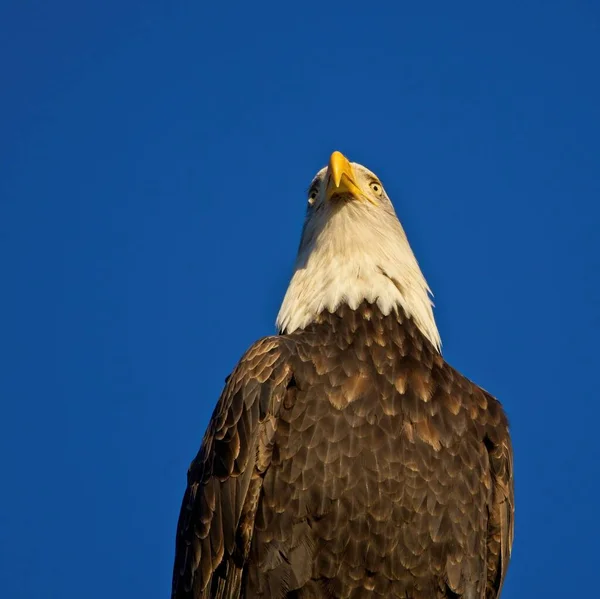 Weißkopfseeadler Starrt Die Kamera Nahaufnahme Vor Blauem Himmel — Stockfoto