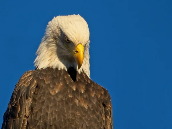 Águila Calva Mirando Cámara Cerca Contra Fondo Azul Del Cielo —  Fotos de Stock