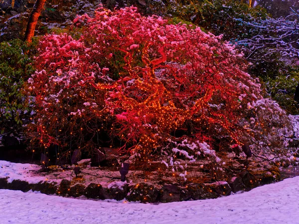 Victoria Canadá Dezembro 2018 Iluminação Festiva Natal Jardins Cobertos Neve — Fotografia de Stock