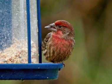 Mor erkek ispinozu (Carpodacus purpureus) tohumlarla besleyicide, yakın plan