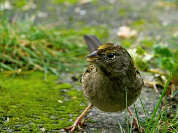 Sparrow Jumping Grass Close — Stock Photo, Image