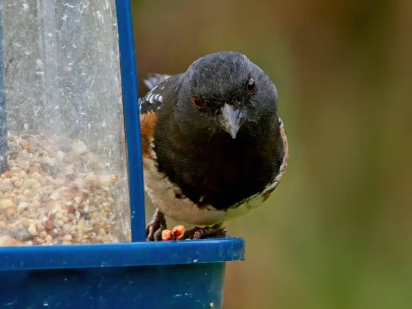 Spotted Towhee Pipilo Maculatus Feeder Seeds Close — Stock Photo, Image