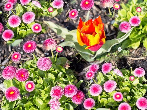 Two Colored Red Yellow Early Single Tulip Flowerbed Surrounded Pink — Stock Photo, Image