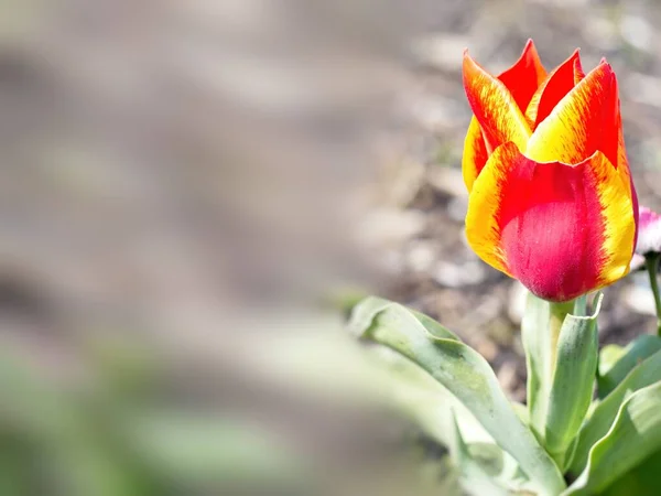 Zweifarbige Rote Und Gelbe Frühe Einzelne Tulpe Auf Dem Beet — Stockfoto