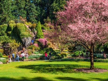 Victoria BC, Kanada - 2 Nisan 2019. Ziyaretçiler Butchart Bahçeleri 'nde bahar çiçeklerine hayran..