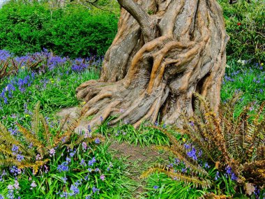 Beacon Hill Parkı 'nda bahar çiçekleri açıyor, Victoria BC şehir merkezinde.