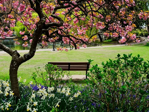 Springtime Blooms Beacon Hill Park Downtown Victoria Banc Sous Cerisier — Photo