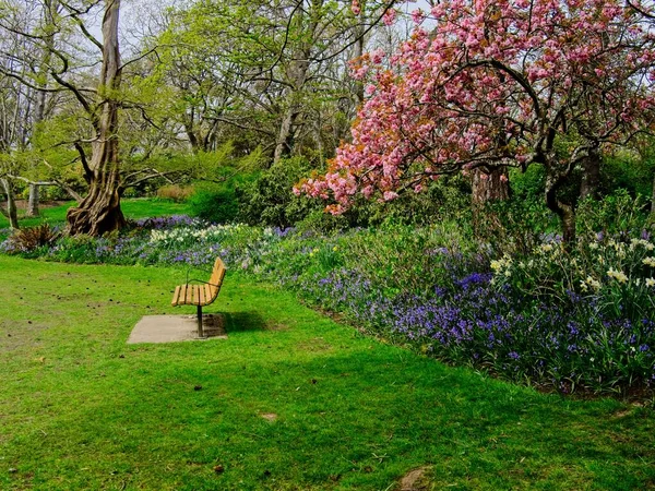 Florece Primavera Beacon Hill Park Centro Victoria Banco Bajo Floreciente — Foto de Stock