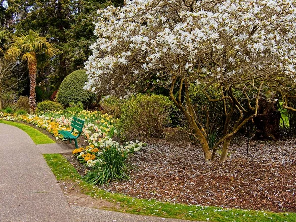 Bench Walkway Park Next Daffodil Flower Bed Tree Covered White — Stock Photo, Image