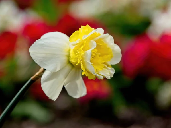 Daffodil Duotone Bianco Giallo Primo Piano Con Sfondo Sfocato Fiori — Foto Stock