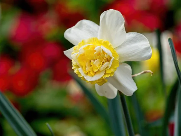 Daffodil Duotone Bianco Giallo Primo Piano Con Sfondo Sfocato Fiori — Foto Stock